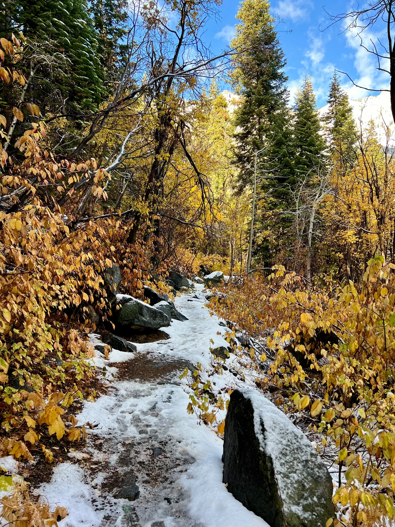 A light coating of snow on a wooded path among yellow autumn leaves