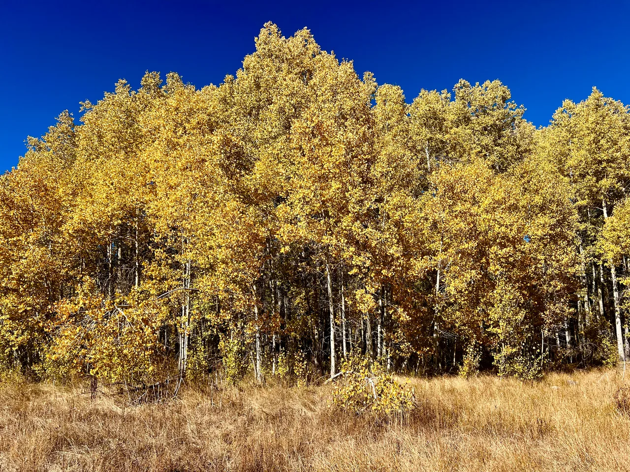 Golden aspen leaves beneath a vivid blue sky