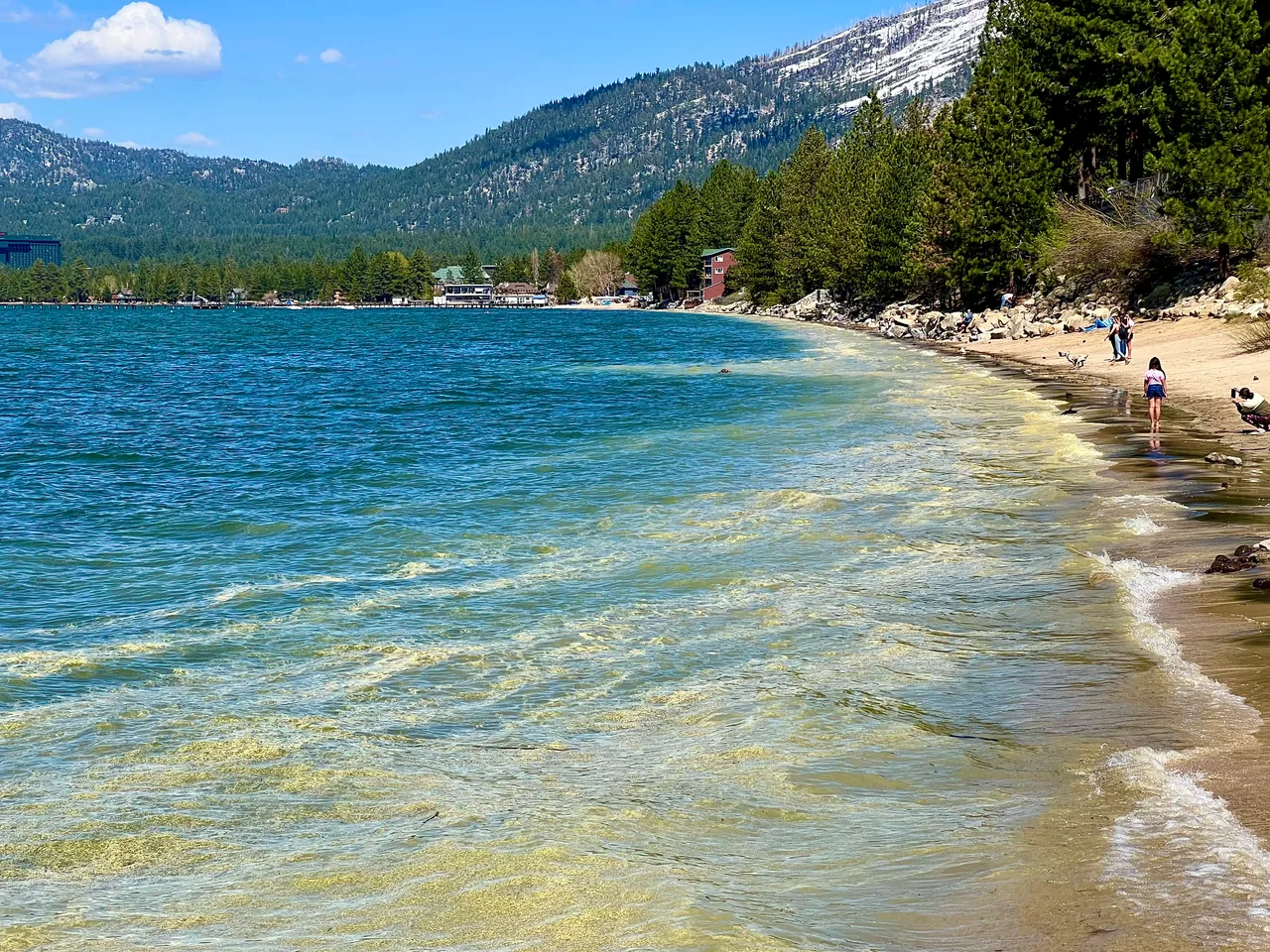 Clear lake water washing onto a narrow sandy beach beside pine trees
