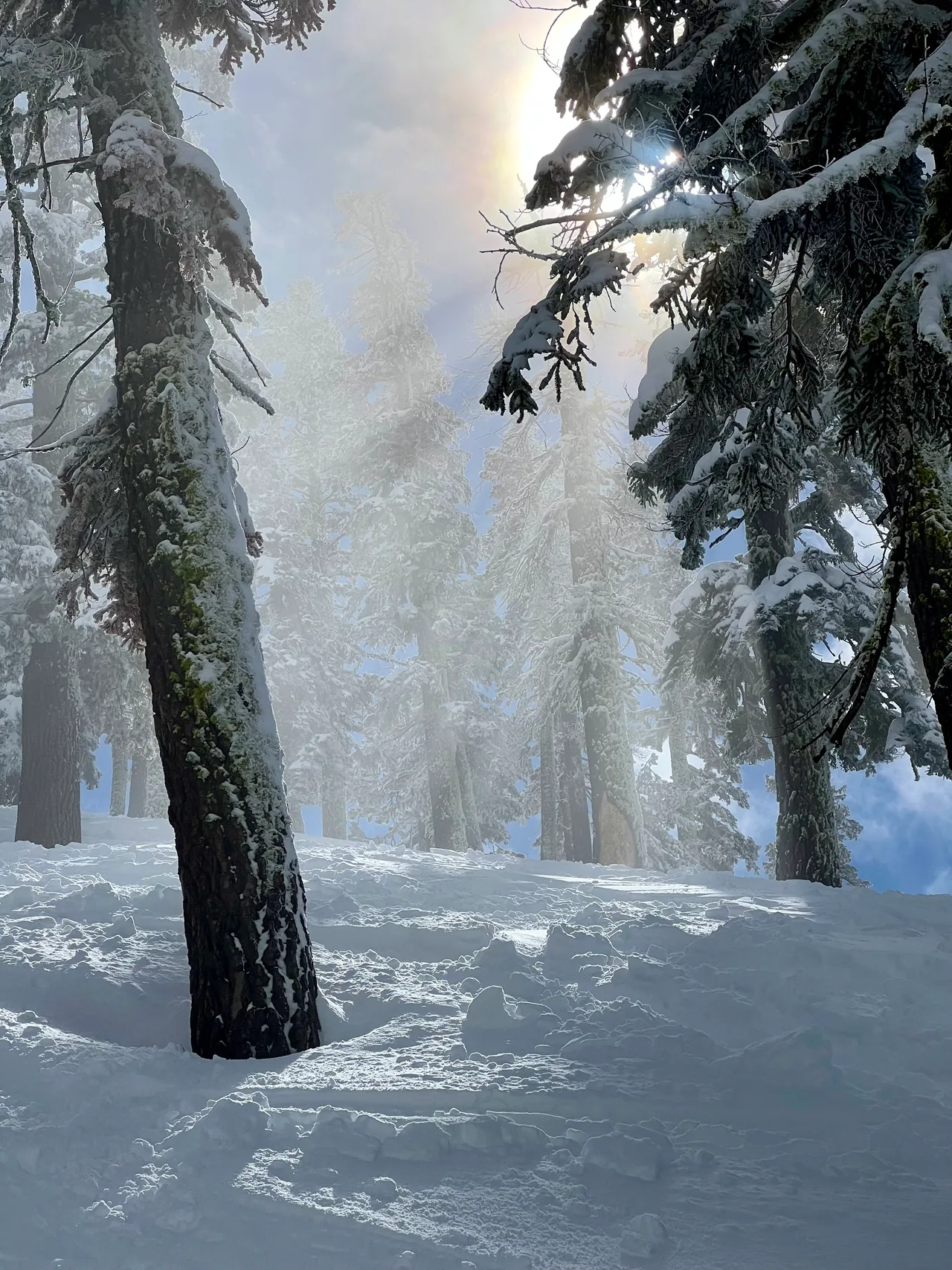 Sunlight breaking through tall trees over fresh snow