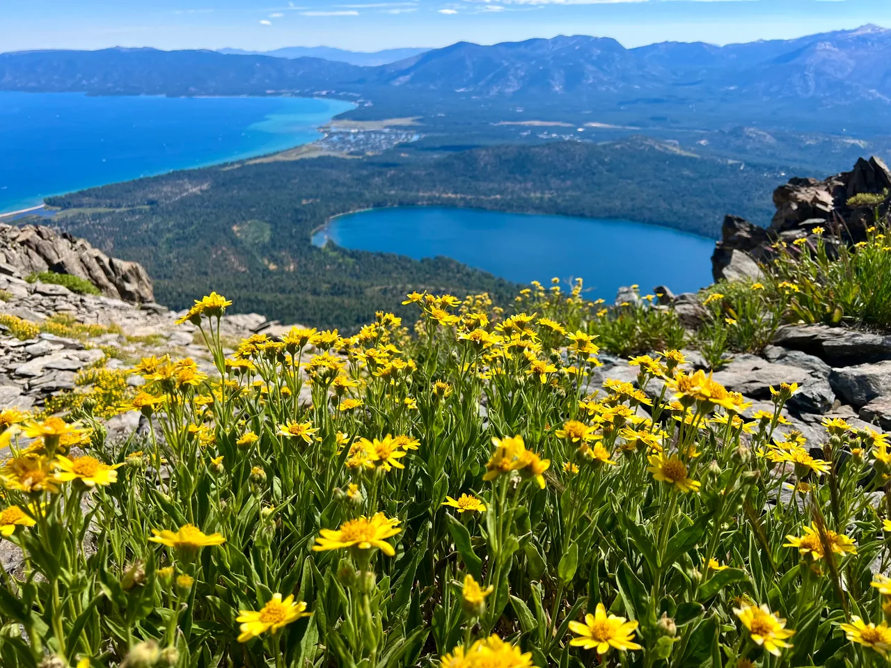 Yellow wildflowers in the foreground of a high view over blue lakes